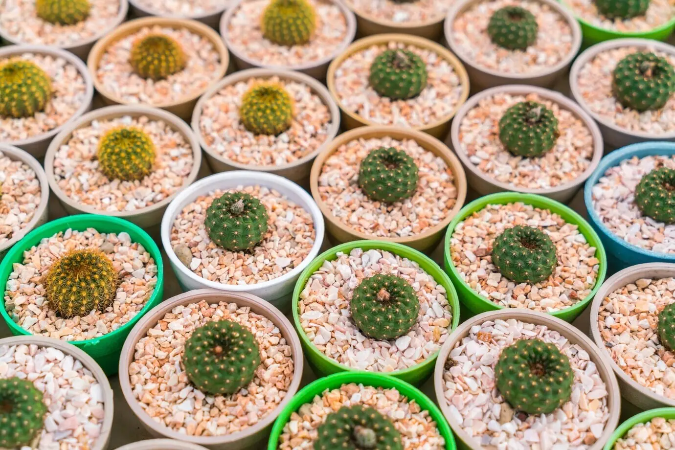 Ein schönes, kleines Kaktusfeld.