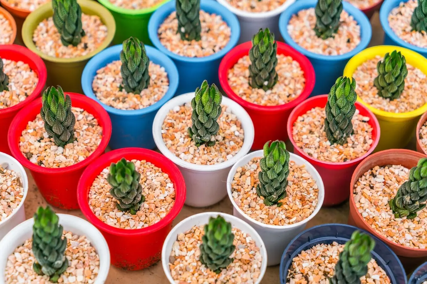 Schönes kleines Kaktusfeld.